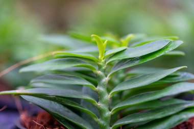 Bulanık arkaplan ve düşük ışık kaynağına sahip genç yaprağı kapat - seçici odak