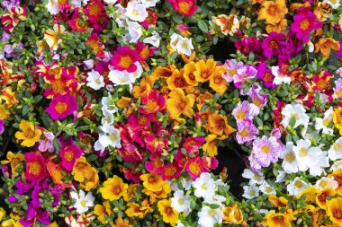 Renkli çiçeklerin arkaplan resmi