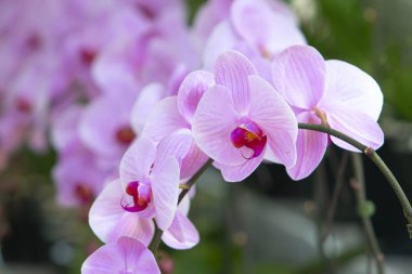 Güzel falaenopsis orkidesi çiçek açan bahçe çiçekleri.