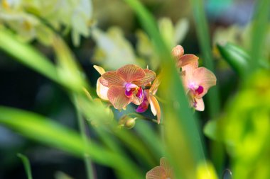 Çiçek konsepti. Bahşiş yetiştiren orkide. İçerideki orkide bitkileriyle nasıl ilgileniyorsun? En yaygın olarak yetiştirilen ev bitkileri. Orkideler çiçek açar. Orkide çiçeği pembe ve sarı çiçek açar. Penaenopsis orkidesi.