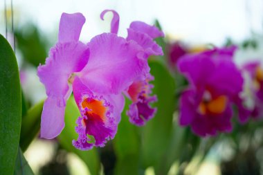 İzole olmuş pembe renkli çiçekler çiçek açıyor. Vahşi sığır orkidesi evde bakım için saksıda yetişiyor..