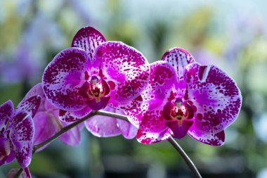 Phalaenopsis cinsinin mor kelebek orkideleri ticari bir serada yetiştirilir.