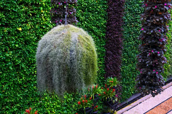 Ferns Hanging Pots Vertical Gardens Feature Many Beautiful Plants — Stock Photo, Image