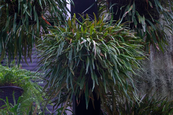 Closeup Large Fern Hang Garden Green Leaves Fern Plant Nature — Stock Photo, Image