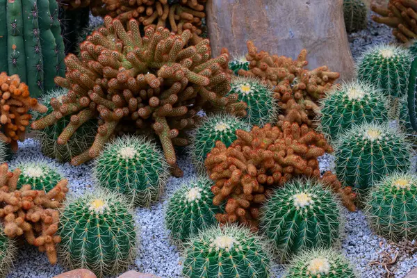 โกลเด นบาร เรล Cacti กในสวนพฤกษศาสตร ามกลางน บนด — ภาพถ่ายสต็อก