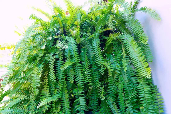 緑の森のシダの花びら シダパターンマクロ — ストック写真