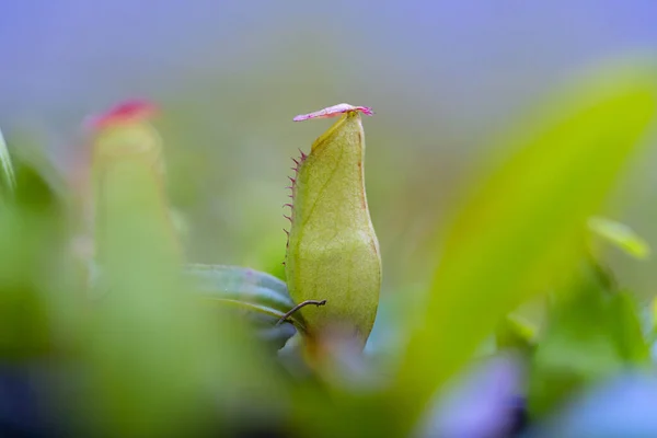 Nepenthes Rafflesiana Exotische Fleischfressende Pflanze — Stockfoto