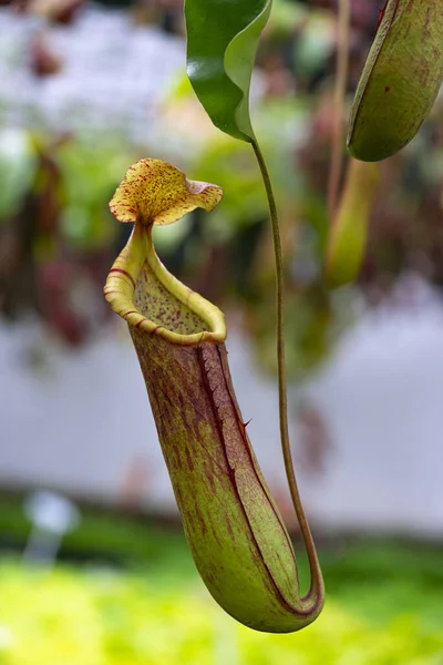 Nepenthes Rafflesiana Exotische Fleischfressende Pflanze — Stockfoto