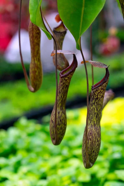 Nepenthes Rafflesiana Exotische Fleischfressende Pflanze — Stockfoto