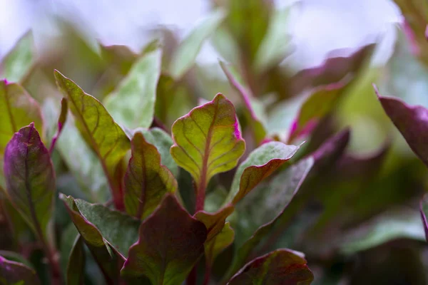 Närbild Unga Blad Med Suddig Bakgrund Och Svagt Ljus Källa — Stockfoto