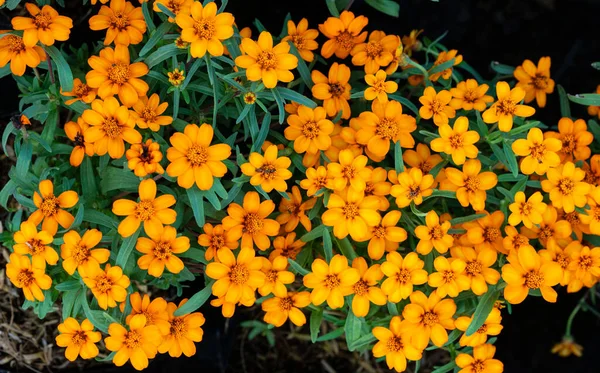 色彩艳丽的黄色花朵背景 — 图库照片
