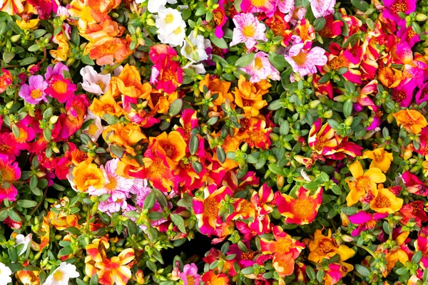 Background Image Colorful Flowers — Stock Photo, Image