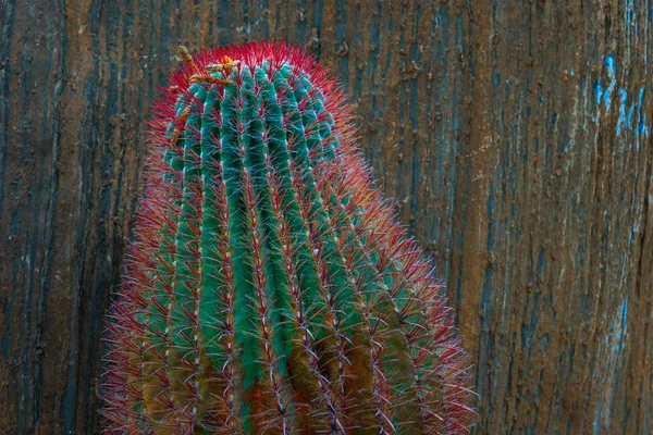 Κοραλλί Κόκκινες Βελόνες Κάκτου Κοντινό Πλάνο Στο Desert Barrel Cactus Εικόνα Αρχείου