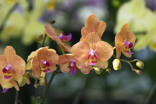 Concetto Floreale Punte Crescenti Del Orchid Come Avere Cura Delle Foto Stock Royalty Free