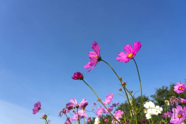 Pembe kozmos çiçeği açan kozmos çiçeği mavi gökyüzü, güzel canlı doğal yaz bahçesi açık hava parkı görüntüsü.