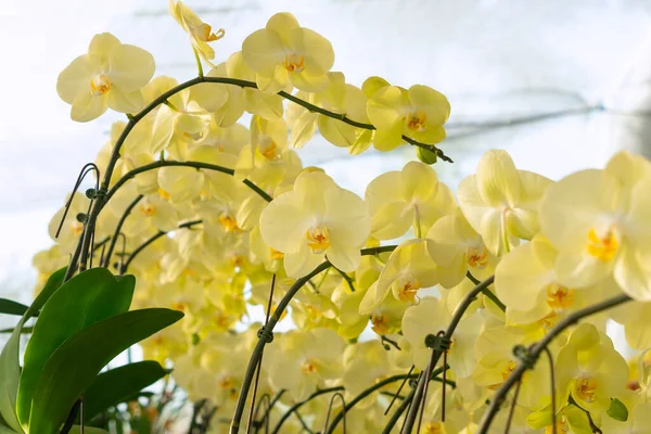 Bela Flor Orquídea Phalaenopsis Florescendo Jardim Floral Fundo — Fotografia de Stock