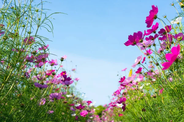 ピンク 青空を背景に庭に咲く美しいコスモス — ストック写真