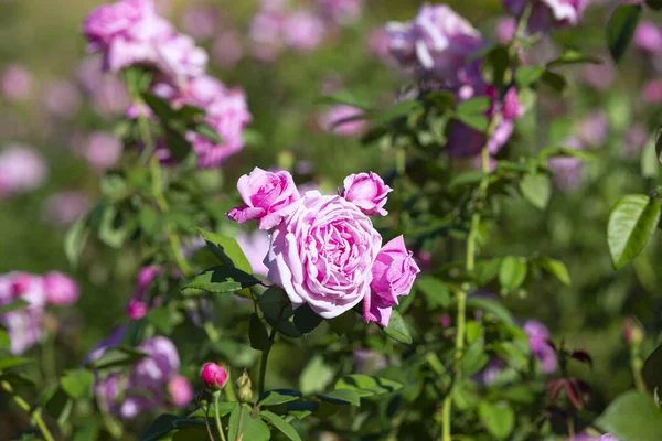 Fleur Rose Corail Dans Roseraie Vue Dessus Mise Point Douce — Photo