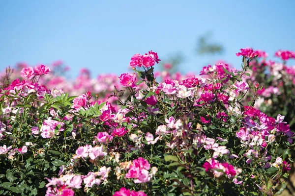 Fiore Rosa Corallo Nel Giardino Delle Rose Vista Dall Alto — Foto Stock