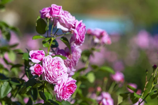 Fleur Rose Corail Dans Roseraie Vue Dessus Mise Point Douce — Photo