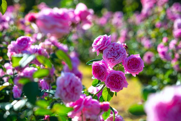 Fleur Rose Corail Dans Roseraie Vue Dessus Mise Point Douce — Photo