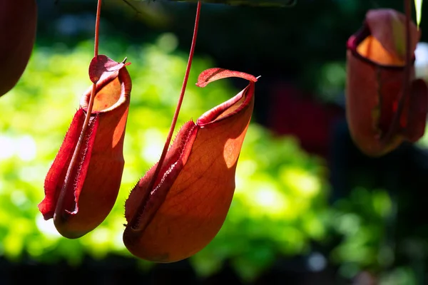 Nepenthes Rafflesiana Exotische Fleischfressende Pflanze — Stockfoto