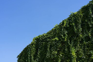 Gökyüzüne karşı sarmaşıkla kaplanmış duvar, dikey bahçe..