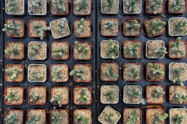 Plastik kabın içindeki birçok küçük kaktüsün düz ya da ekose şeklinde üst görünümü. Kaktüs modern tarzda bir yer..