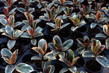Kırmızı kabuklu, tropikal 'Ficus Elastica Tineke Variegata' kauçuk ağaç bitkisi ile yeni yaprak büyümesini kapat.