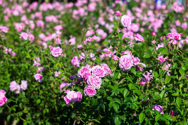 Coral Rose Flower Roses Garden Top View Soft Focus Rose — Stock Photo, Image