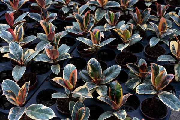 Κοντινό Πλάνο Ανάπτυξης Νέων Φύλλων Κόκκινο Φλοιό Τροπικού Φυτού Ficus Φωτογραφία Αρχείου