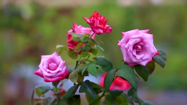 ブリュリーを背景に大きなピンクのバラの花が咲きました サンゴが風に吹かれてAkaピンクのバラ — ストック動画