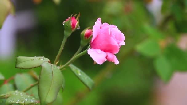 ブリュリーを背景に大きなピンクのバラの花が咲きました サンゴが風に吹かれてAkaピンクのバラ — ストック動画