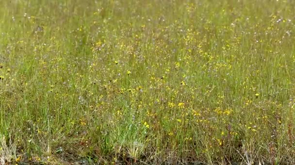 Besök Naturlig Vild Blomma Fält Vid Klippiga Platån Pha Tam — Stockvideo