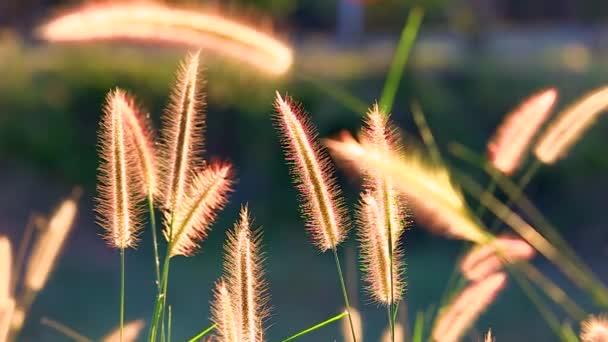 Slow Cogon Grass Lalang Flower Blow Wind Sunlight Background Fountain — 图库视频影像