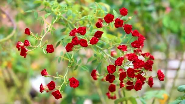 Hermoso Arbusto Rosas Rojas Jardín Primavera Jardín Rosas Arbusto Rosas — Vídeos de Stock