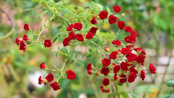 Hermoso Arbusto Rosas Rojas Jardín Primavera Jardín Rosas Arbusto Rosas — Vídeo de stock