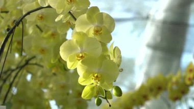 Kartpostal güzelliği ve tarım fikri tasarımı için kış veya bahar günü orkide bahçesinde orkide çiçeği. Penaenopsis orkidesi