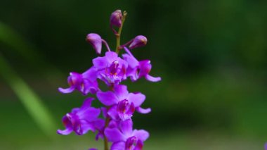 Phalaenopsis orkideleri baharda çiçek açar, doğanın güzelliğini süsler, tropik bahçelerde süslenmiş nadir bir vahşi orkide, Doritis pulcherrima Var. Buyssoniana.
