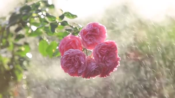 Όμορφο Μπουκέτο Από Ροζ Λουλούδια Φαλαινόπασης Μέσα Ενημέρωσης Κοντινό Πλάνο — Αρχείο Βίντεο