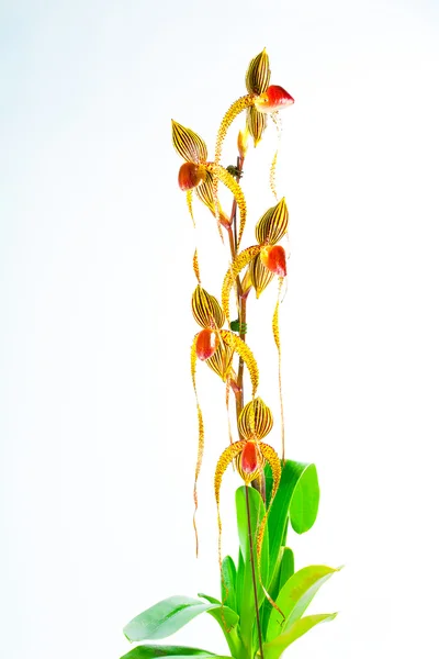 Paph booth's sand lady — Stock Photo, Image