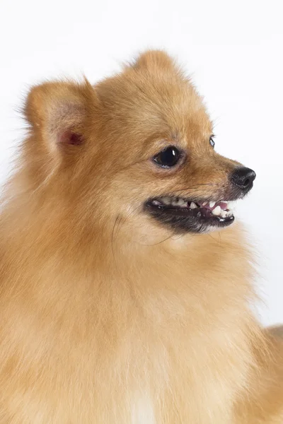 Pomeranian show campeón perro, sobre fondo blanco — Foto de Stock