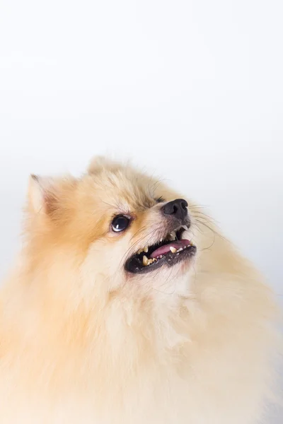 Pomeranian gösteri şampiyonu köpek, beyaz zemin üzerine — Stok fotoğraf