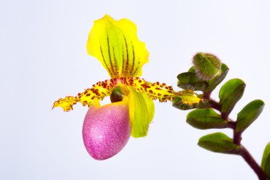 PAPH. chamberlainianum