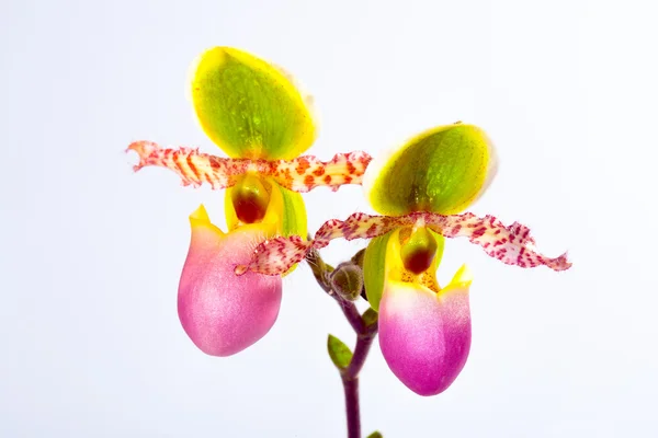 Paphiopedilum liemianum — Stock Photo, Image