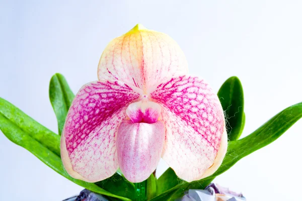 Paph.hangianum paph.loellatalum x — ストック写真