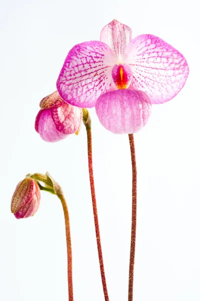 Paph. Magic Lantern — Stock Photo, Image