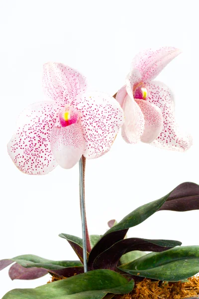 Paph. vanda m. pearman (delenatii x bellatulum ) — Fotografia de Stock