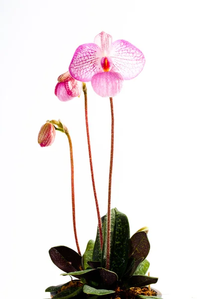 Paph. Zauberlaterne — Stockfoto