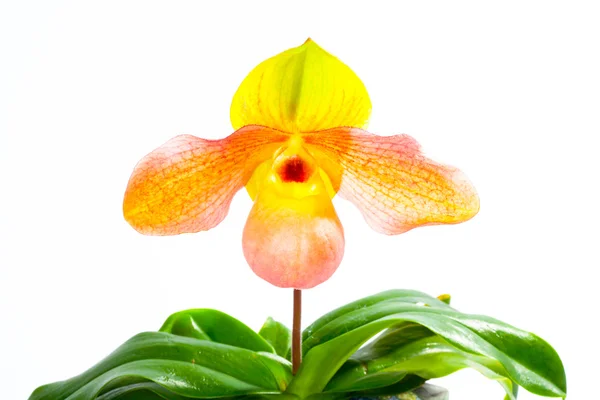 Paph hangianum x paph. malipoense — Stock Photo, Image